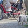 猫と自転車 - No: 4920303｜写真素材なら「写真AC」無料（フリー）ダウンロードOK